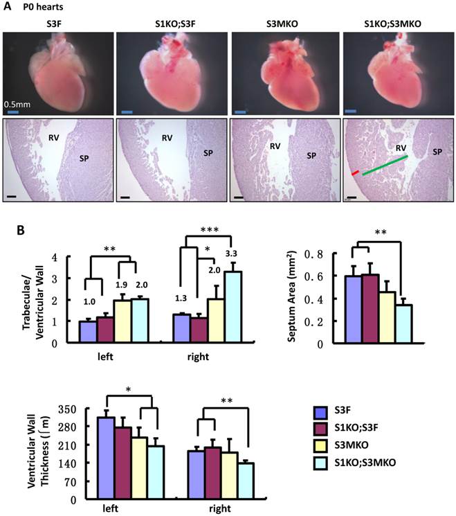 Int J Biol Sci Image