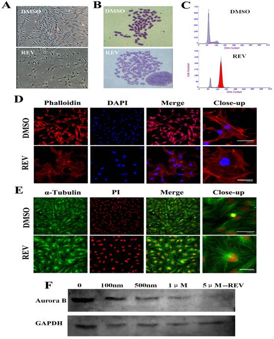 Reversine Increases The Plasticity Of Long Term Cryopreserved