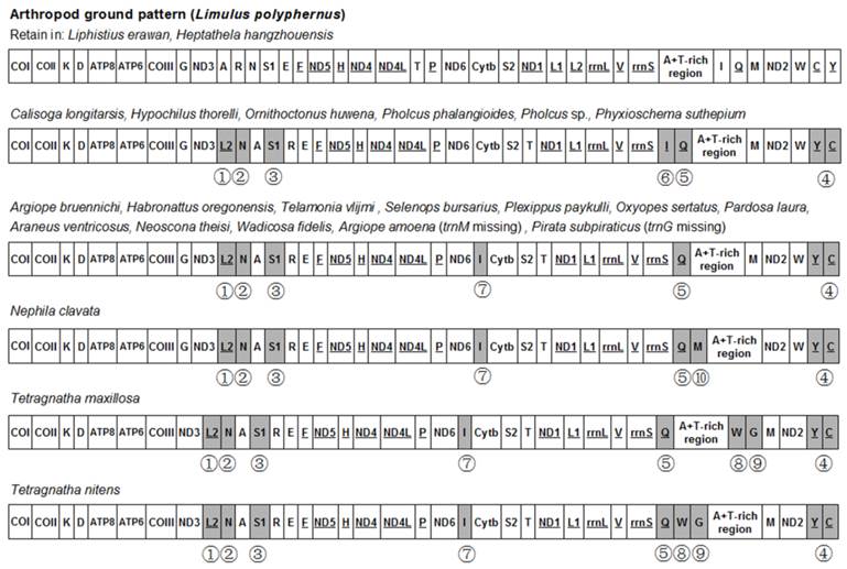 Int J Biol Sci Image