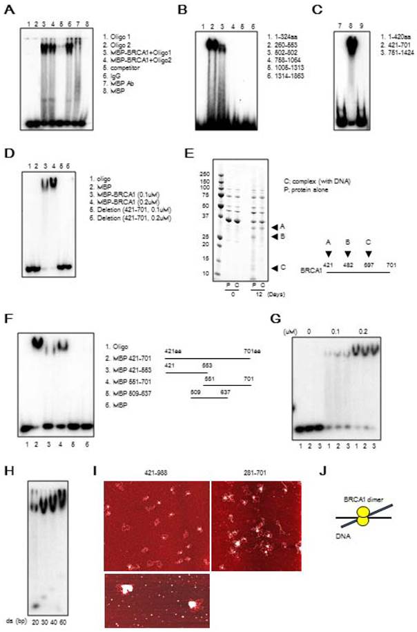 international journal of biological sciences