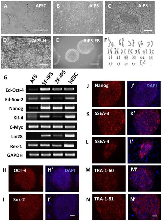Int J Biol Sci Image
