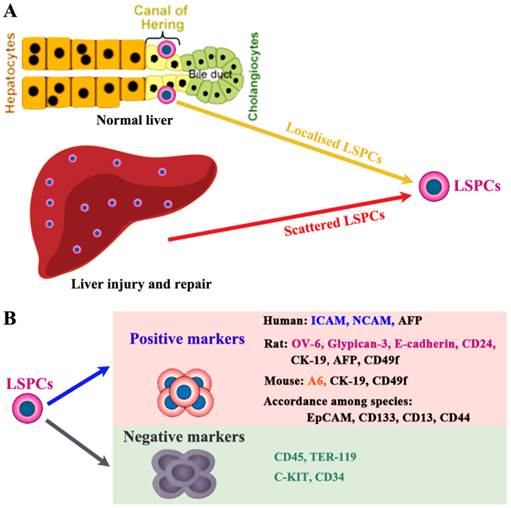 The Involving Roles of Intrahepatic and Extrahepatic Stem/Progenitor