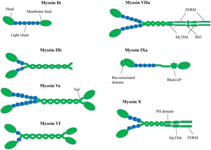 Cytoskeleton Molecular Motors Structures and Their Functions in Neuron