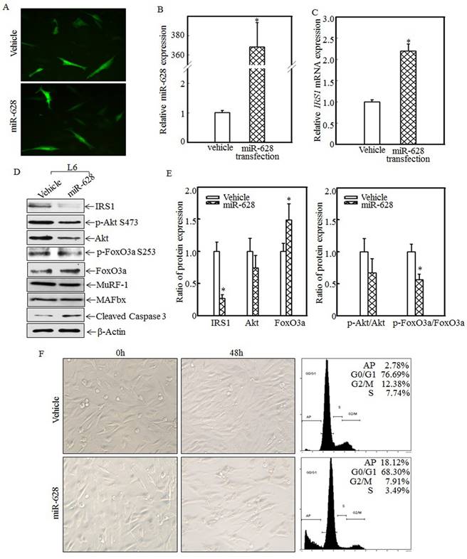 Int J Biol Sci Image