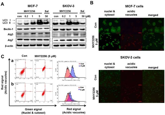 Int J Biol Sci Image