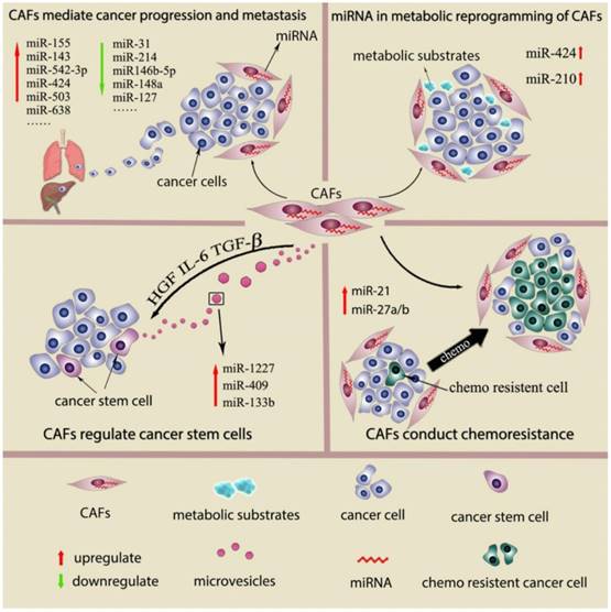 Small role with big impact: miRNAs as communicators in the cross-talk