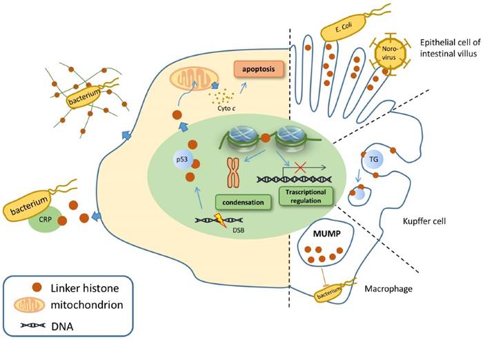 linker histone in diseases