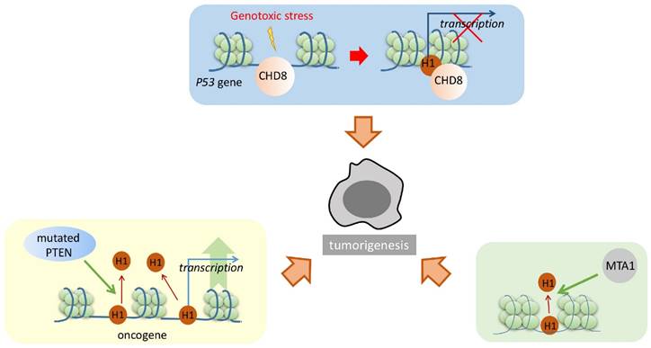 linker histone in diseases