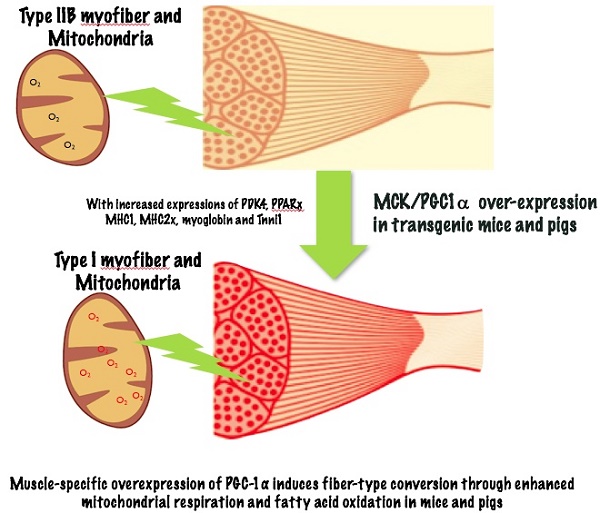 Isogei Technology and Type 2 Diabetes - Electrical Muscle