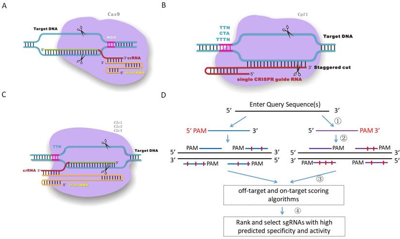 Crispr Offinder A Crispr Guide Rna Design And Off Target Searching Tool For User Defined Protospacer Adjacent Motif