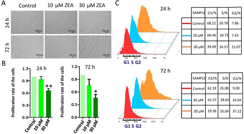 impairs genomic stability of swine follicular granulosa cells in