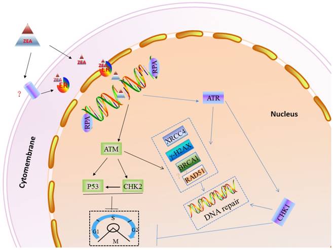 impairs genomic stability of swine follicular granulosa cells in