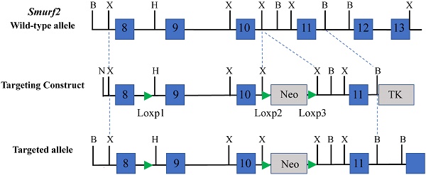 Excision of the loxP-flanked neomycin cassette. (A) The