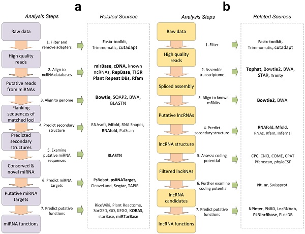 Frontiers  MicroRNAs, long non-coding RNAs, and circular RNAs and