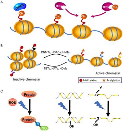 non coding rna linked epigenetic