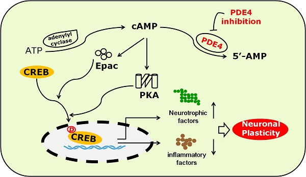 Opmærksomhed dinosaurus Ripples Targeting phosphodiesterase 4 as a potential therapeutic strategy for  enhancing neuroplasticity following ischemic stroke