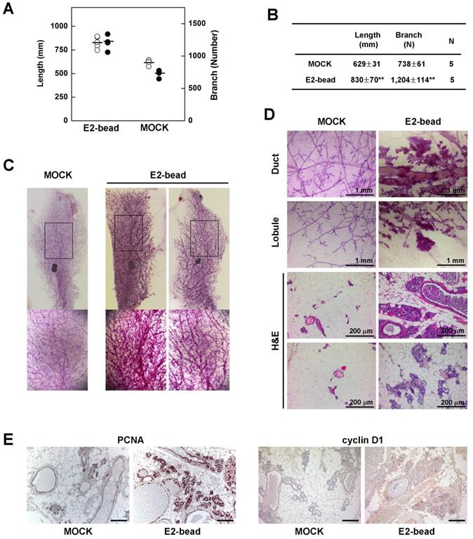 Int J Biol Sci Image