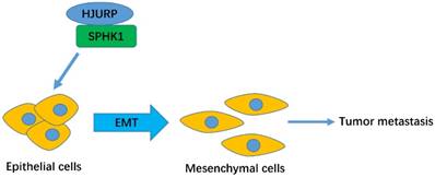 Int J Biol Sci Image