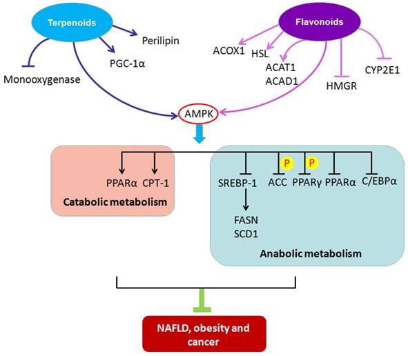 Treatment implications of natural compounds targeting lipid metabolism