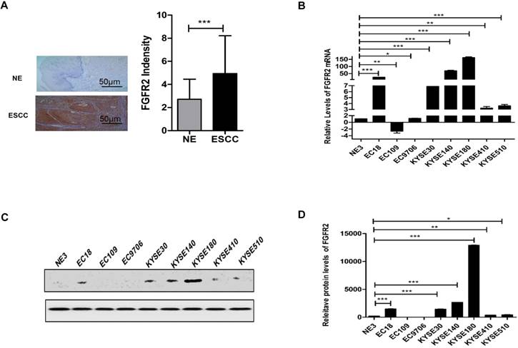 Int J Biol Sci Image