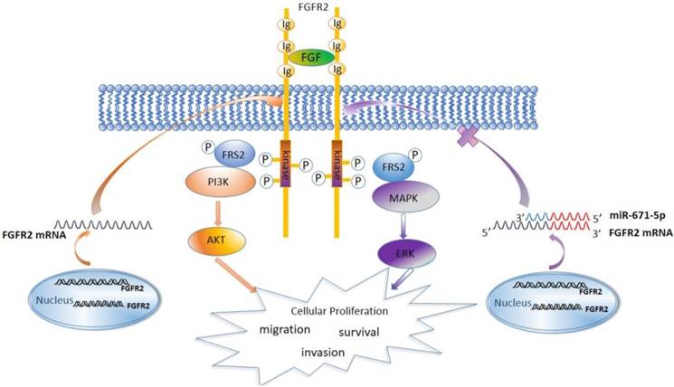 miR-671-5p Blocks The Progression Of Human Esophageal ... esophageal cancer diagram 