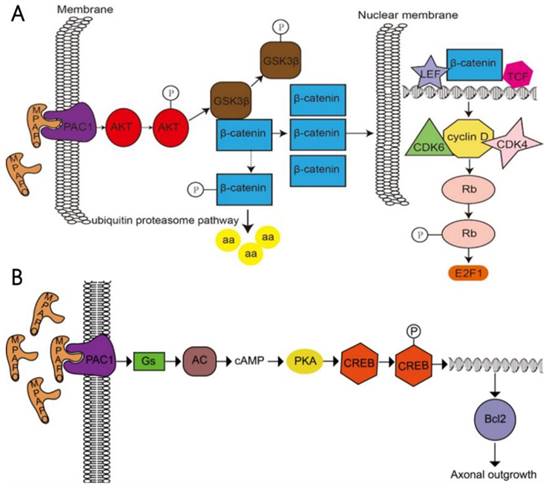 Int J Biol Sci Image