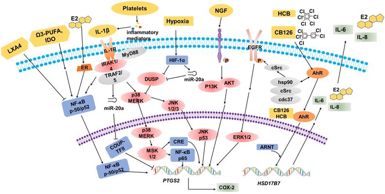 Cyclooxygenase 2 In Endometriosis