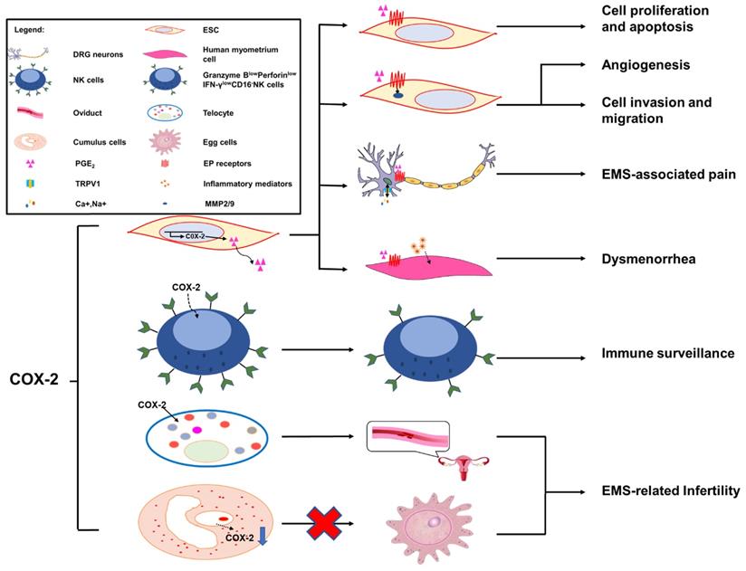 Cyclooxygenase 2 In Endometriosis