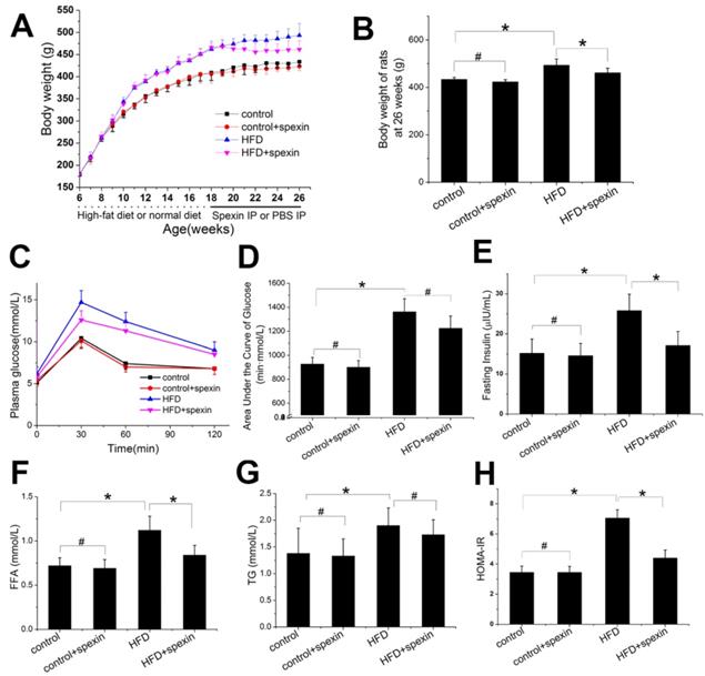 Spexin Alleviates Insulin Resistance And Inhibits Hepatic