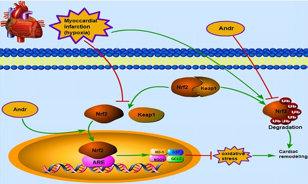 Andrographolide enhances myocardial contraction Andrographolide enhances myocardial contraction