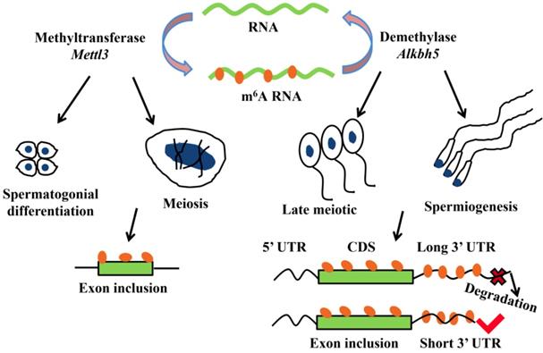 The Function of Pre-mRNA Alternative Splicing in Mammal Spermatogenesis