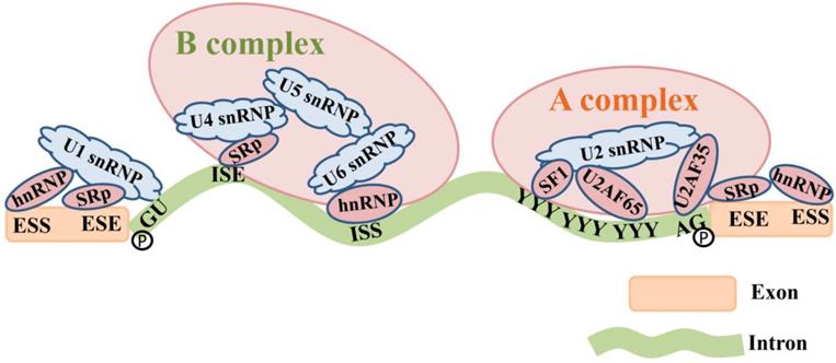The Function of Pre-mRNA Alternative Splicing in Mammal Spermatogenesis