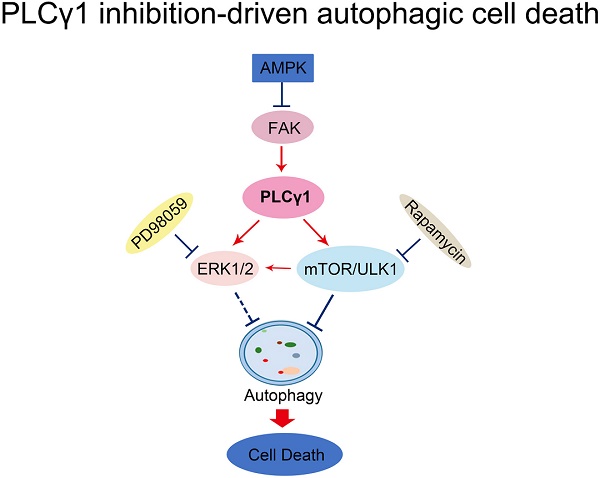 Phospholipase Cγ1 (PLCγ1) deletion reduces inhibitory but 