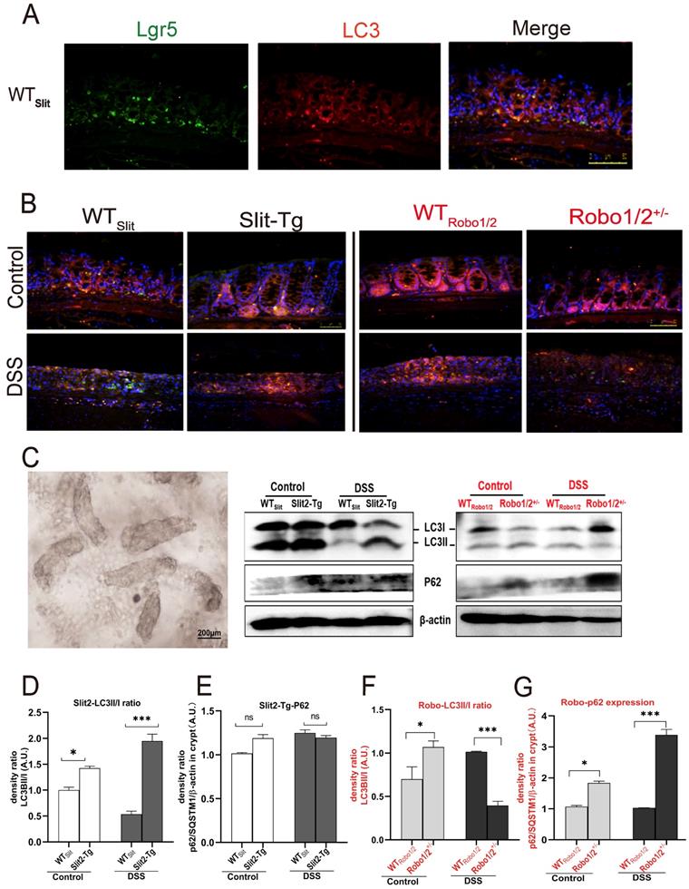 Int J Biol Sci Image