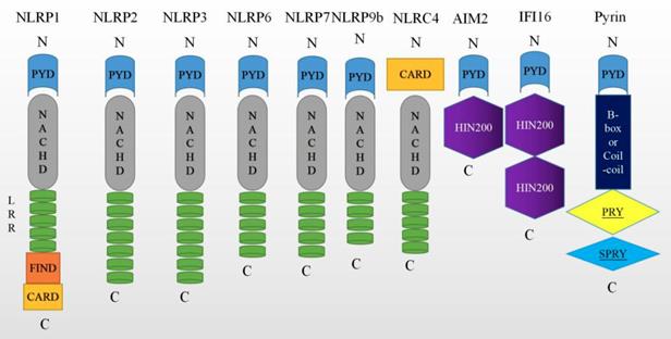 Int J Biol Sci Image