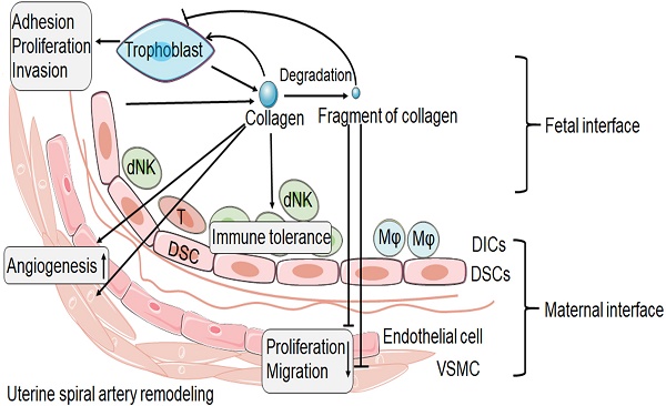 Collagen at the maternal-fetal interface in human pregnancy