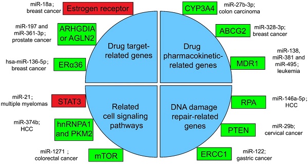 Frontiers  MicroRNA-34a: Potent Tumor Suppressor, Cancer Stem Cell  Inhibitor, and Potential Anticancer Therapeutic