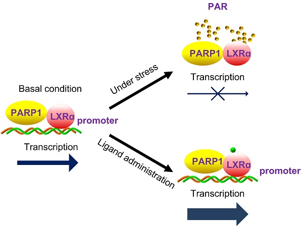 PARP1 bound directly to FXR. (A) Far-Western blot assays of nuclear