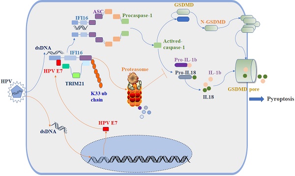 will a rapid covid test show antibodies