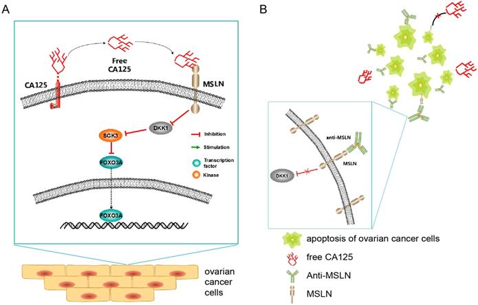 can merkel cell carcinoma be benign