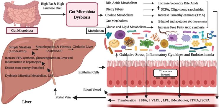 mikrobioma dysbiosis