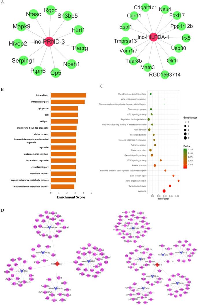 Novel Biomarkers For Post Contrast Acute Kidney Injury Identified From Long Non Coding Rna Expression Profiles