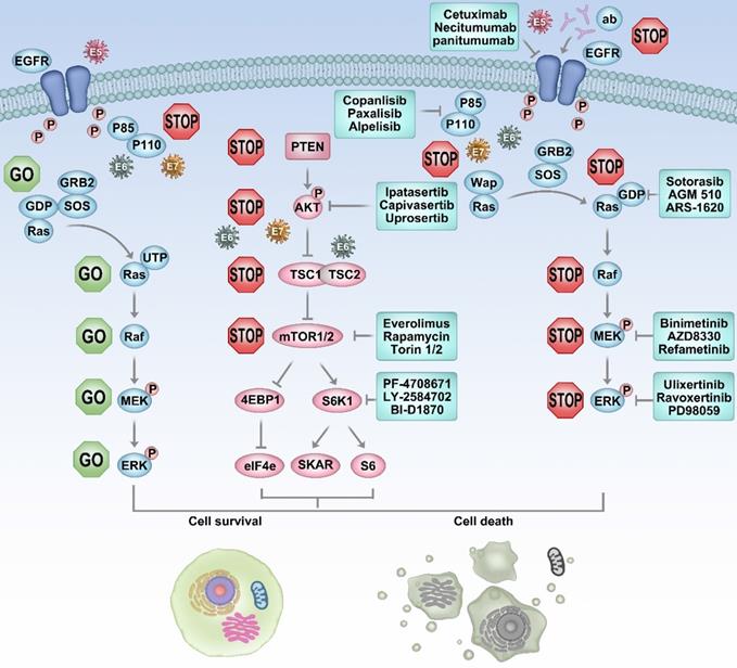 Int J Biol Sci Image