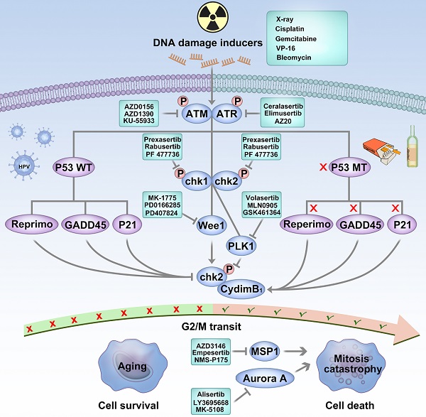 Progress of Gastric Cancer Surgery in the era of Precision Medicine