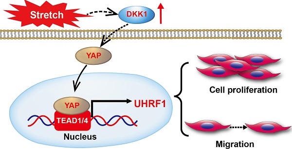 Admission Levels of DKK1 (Dickkopf-1) Are Associated With Future  Cardiovascular Death in Patients With Acute Coronary Syndromes