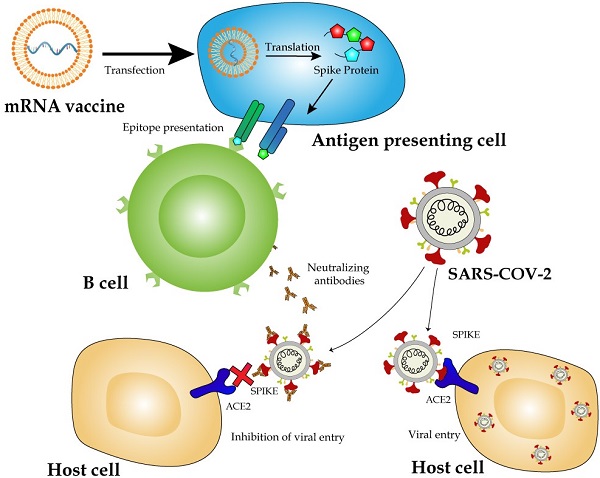 Structural basis of RNA cap modification by SARS-CoV-2