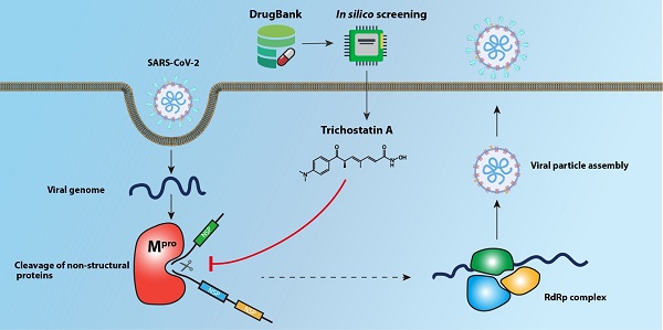 Potent Noncovalent Inhibitors of the Main Protease of SARS-CoV-2