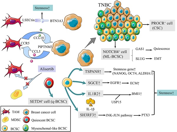 Crosstalk between triple negative breast cancer and microenvironment