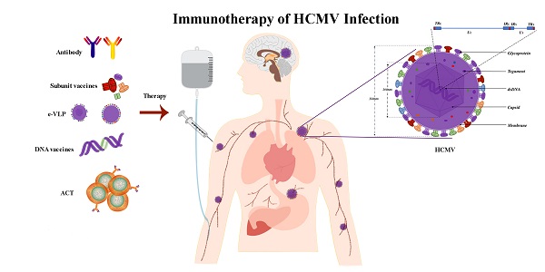 A Unique Role of the Human Cytomegalovirus Small Capsid Protein in Capsid  Assembly