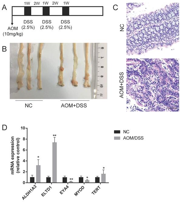 Int J Biol Sci Image